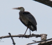 2016 06 11 WildLife MPLS 023